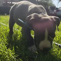 Bluey, a female American Pit Bull Terrier for sale in Phoenix, AZ – 2 of 5