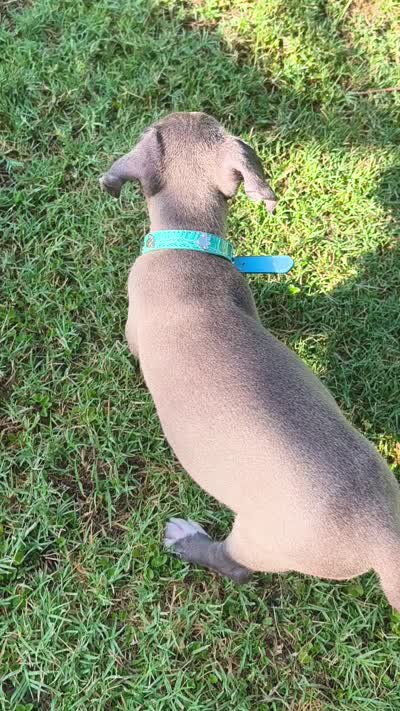 Bluey, a female American Pit Bull Terrier for sale in Phoenix, AZ – 5 of 5