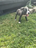 Uno, a male American Pit Bull Terrier for sale in Phoenix, AZ – 2 of 4