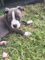 Uno, a male American Pit Bull Terrier for sale in Phoenix, AZ – 3 of 4