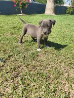 Luna, a female American Pit Bull Terrier for sale in Phoenix, AZ – 3 of 5