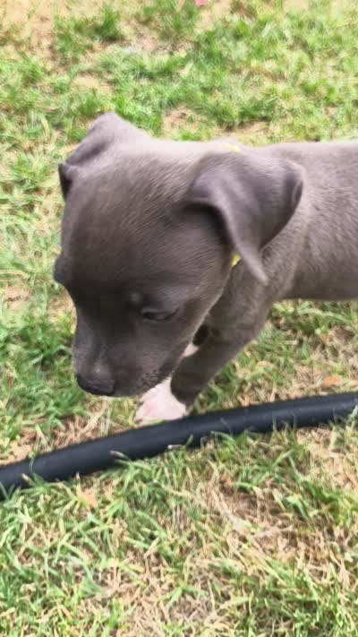 Luna, a female American Pit Bull Terrier for sale in Phoenix, AZ – 5 of 5