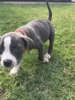 Bingo, a female American Pit Bull Terrier for sale in Phoenix, AZ – 3 of 3
