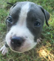 Uno, a male American Pit Bull Terrier for sale in Phoenix, AZ – 1 of 4