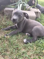 Chuck , a male American Pit Bull Terrier for sale in Phoenix, AZ – 3 of 4