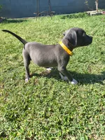 Luna, a female American Pit Bull Terrier for sale in Phoenix, AZ – 4 of 5