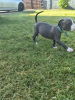 Bluey, a female American Pit Bull Terrier for sale in Phoenix, AZ – 3 of 5