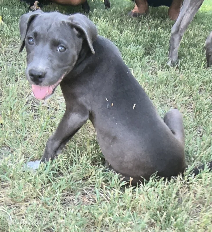 Luna – American Pit Bull Terrier puppy for sale in Phoenix, AZ