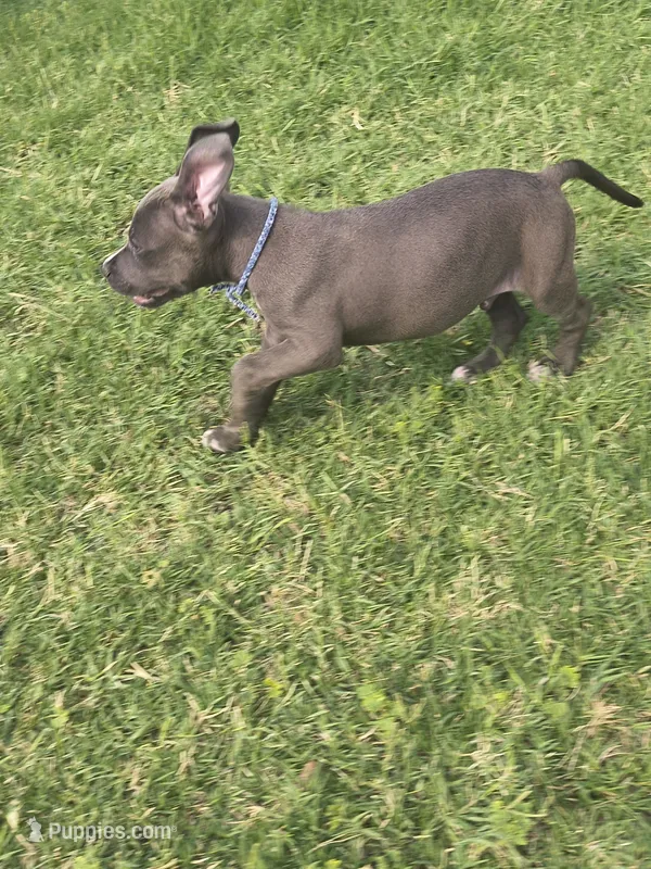 Chuck  – American Pit Bull Terrier puppy for sale in Phoenix, AZ