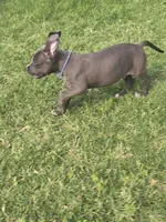 Chuck , a male American Pit Bull Terrier for sale in Phoenix, AZ – 1 of 4
