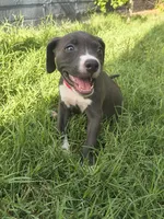 Chilli, a female American Pit Bull Terrier for sale in Phoenix, AZ – 1 of 4