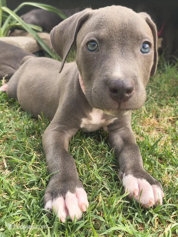 Luna – American Pit Bull Terrier puppy for sale in Phoenix, AZ