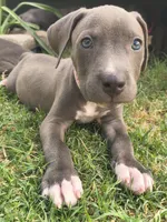 Luna, a female American Pit Bull Terrier for sale in Phoenix, AZ – 1 of 5