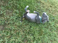 Bluey, a female American Pit Bull Terrier for sale in Phoenix, AZ – 4 of 5