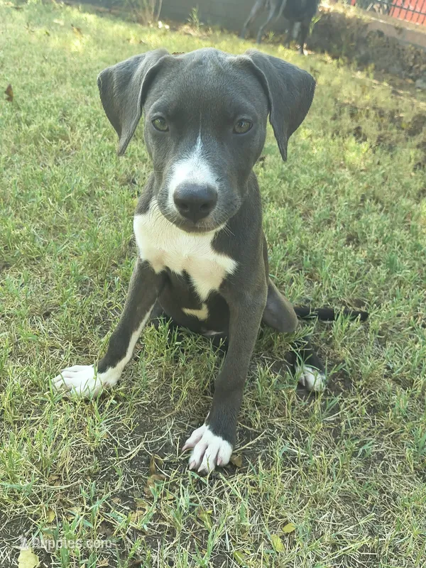 Chilli – American Pit Bull Terrier puppy for sale in Phoenix, AZ