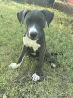 Chilli, a female American Pit Bull Terrier for sale in Phoenix, AZ – 1 of 6