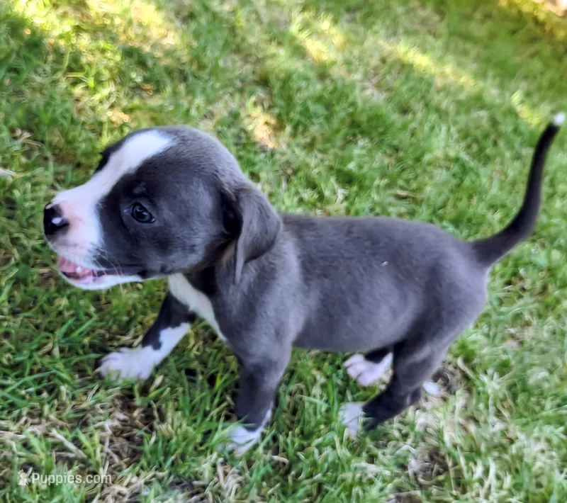 Bingo – American Pit Bull Terrier puppy for sale in Phoenix, AZ