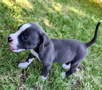 Bingo, a female American Pit Bull Terrier for sale in Phoenix, AZ – 1 of 3