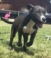 Chilli, a female American Pit Bull Terrier for sale in Phoenix, AZ – 6 of 6