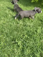Chuck , a male American Pit Bull Terrier for sale in Phoenix, AZ – 4 of 4