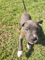 Luna, a female American Pit Bull Terrier for sale in Phoenix, AZ – 2 of 5