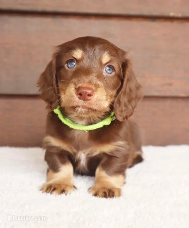 Rex – Miniature Dachshund puppy for sale in Chicago, IL