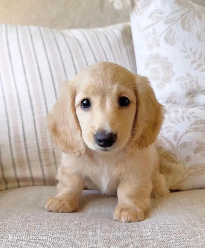 Chris – Miniature Dachshund puppy for sale in Chicago, IL