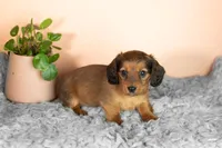 Daschund, a male Miniature Dachshund for sale in Chicago, IL – Photo 2 of 2