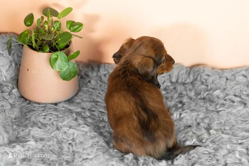 Daschund – Miniature Dachshund puppy for sale in Chicago, IL