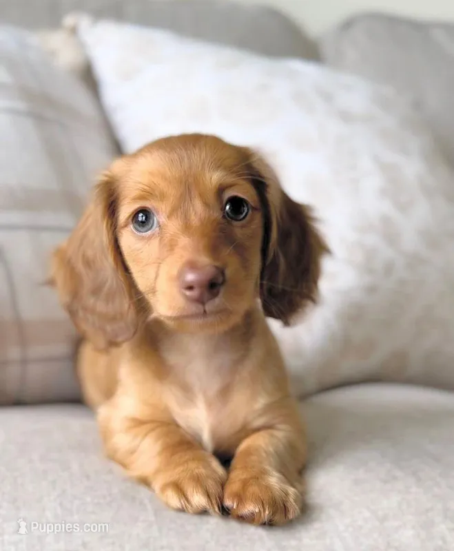 Roxie – Miniature Dachshund puppy for sale in Chicago, IL