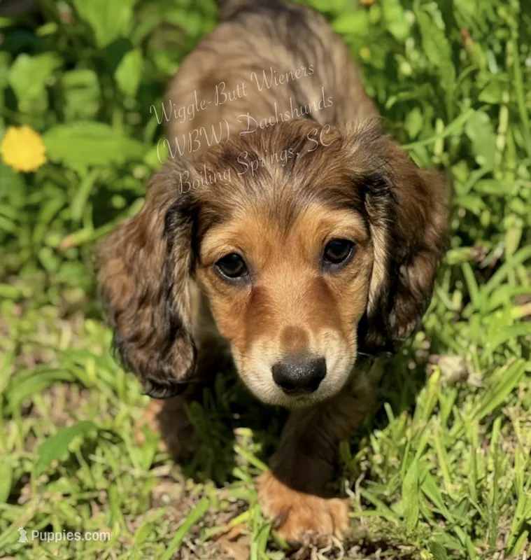 Meatball💚 – Miniature Dachshund puppy for sale in Boiling Springs, SC