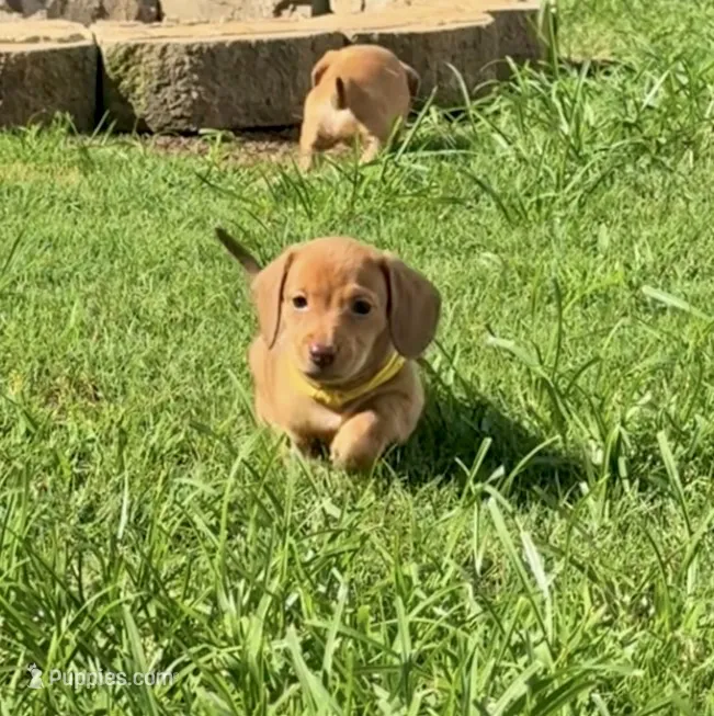 Blanche • Yellow Collar – Miniature Dachshund puppy for sale in Boiling Springs, SC