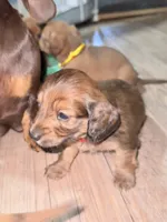 Teddy, a male Miniature Dachshund for sale in Boiling Springs, SC – 6 of 6