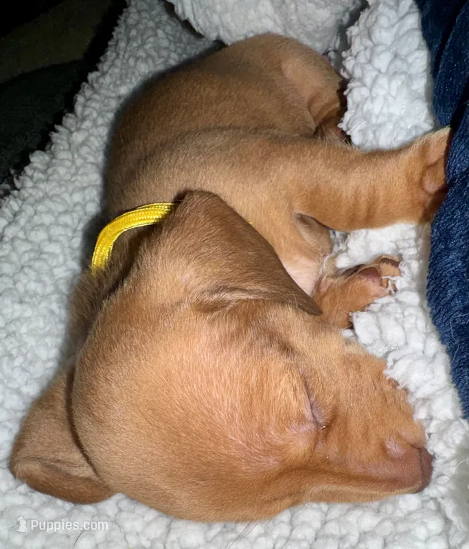 Blanche • Yellow Collar – Miniature Dachshund puppy for sale in Boiling Springs, SC