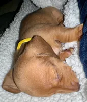 Blanche • Yellow Collar, a female Miniature Dachshund for sale in Boiling Springs, SC – 1 of 6