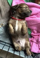 Teddy, a male Miniature Dachshund for sale in Boiling Springs, SC – 5 of 6