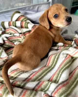 Spot🧡AKC Male, a male Miniature Dachshund for sale in Boiling Springs, SC – 2 of 9