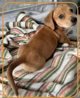 AKC Male🧡, a male Miniature Dachshund for sale in Boiling Springs, SC – 1 of 8