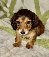 NoseDive 🩵 AKC Male, a male Miniature Dachshund for sale in Boiling Springs, SC – 1 of 9