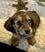 AKC Male💚, a male Miniature Dachshund for sale in Boiling Springs, SC – 4 of 8