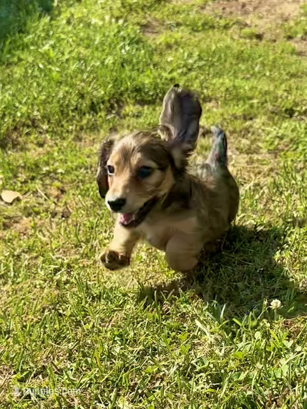 AKC Male💚 – Miniature Dachshund puppy for sale in Boiling Springs, SC