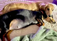 AKC Female🩷, a female Miniature Dachshund for sale in Boiling Springs, SC – 8 of 10