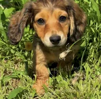 Meatball💚, a male Miniature Dachshund for sale in Boiling Springs, SC – 4 of 9