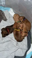Dorothy • Green Collar, a female Miniature Dachshund for sale in Boiling Springs, SC – 7 of 7