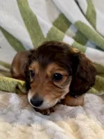 AKC Male🩵, a male Miniature Dachshund for sale in Boiling Springs, SC – 7 of 10