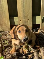 Spot🧡, a male Miniature Dachshund for sale in Boiling Springs, SC – 2 of 9
