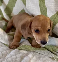 AKC Male🧡, a male Miniature Dachshund for sale in Boiling Springs, SC – 4 of 8