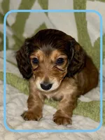 AKC Male🩵, a male Miniature Dachshund for sale in Boiling Springs, SC – 1 of 10