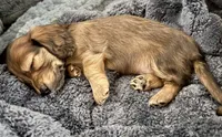 Teddy, a male Miniature Dachshund for sale in Boiling Springs, SC – 4 of 6