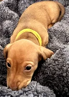 Blanche • Yellow Collar, a female Miniature Dachshund for sale in Boiling Springs, SC – 2 of 6